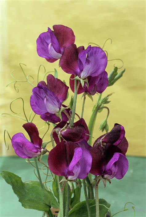 Sweet Pea Photograph By Archie Youngscience Photo Library Fine Art