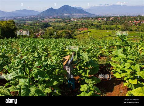 Sumedang West Java Indonesia Th June A Farmer Takes Care Of