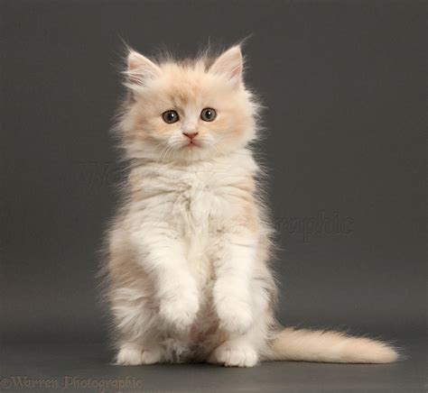 Persian X Ragdoll Sitting On Grey Background Photo Wp46623