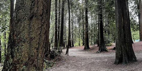 Explore Burnaby Check Out This Spring Hike You Can Do In The Heart Of