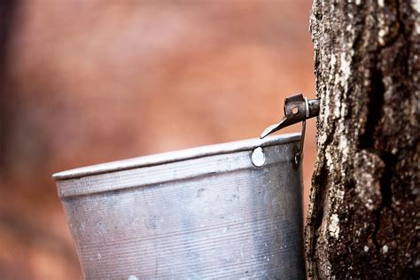 Tapping trees for maple syrup means spring is near - Mid-West Farm Report