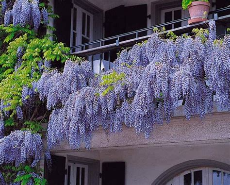 Est ce que la glycine pousse vite Housekeeping Magazine Idées