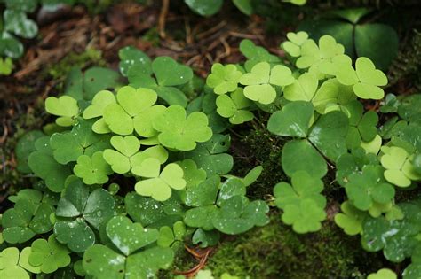 Wood Sorrel - Edible Weed - Foraging Malaysia