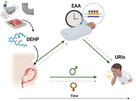 Epigenomes Free Full Text Sex Specific Associations Between