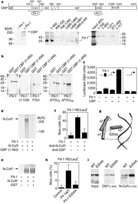 Cbp Is A Required Co Activator Of Pit A The C H Domain Of Cbp