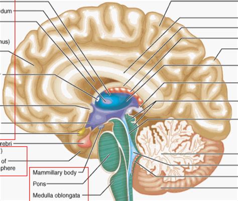 Hemisphere Cross Section Diagram Quizlet