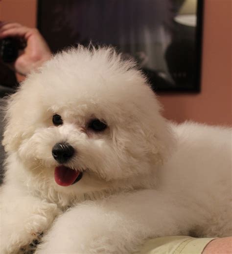 Bichon Frise Dog Breed - Puppies Facts and Characteristics - Dog Dwell