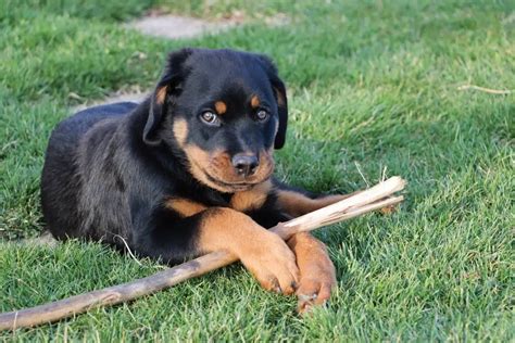 Rottweiler Quels Sont Les Probl Mes De Sant Les Plus Courants