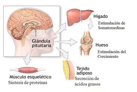 La hormona de crecimiento en el culturismo - Musculación Total