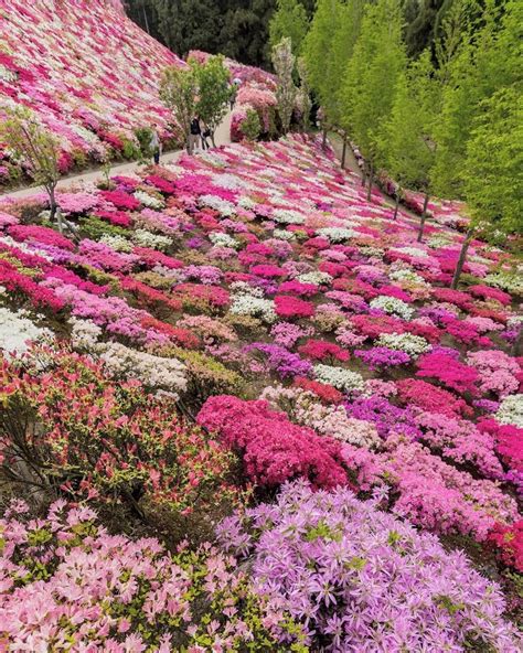 Matsumoto Azalea Garden Omura Nagasaki Japan Travel Superb View