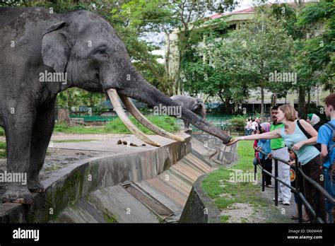 People Feeding An Elephant At Zoo Negara National Zoo Of Malaysia