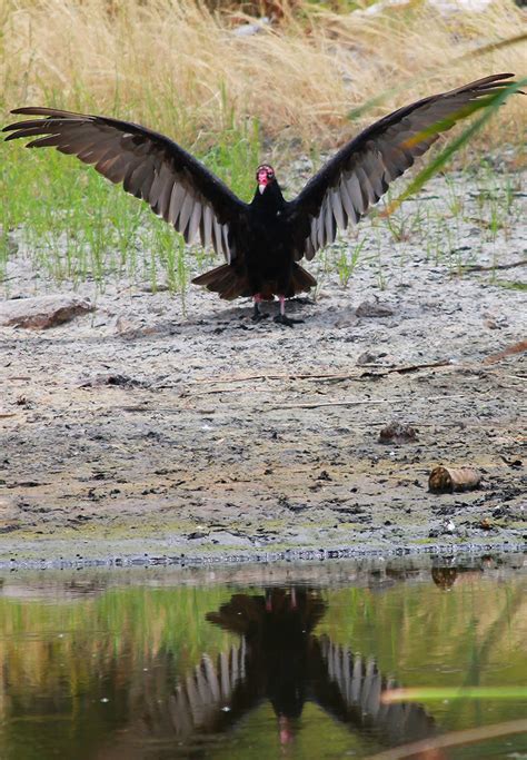 Turkey Vulture Wingspan by Monkeystyle3000 on DeviantArt