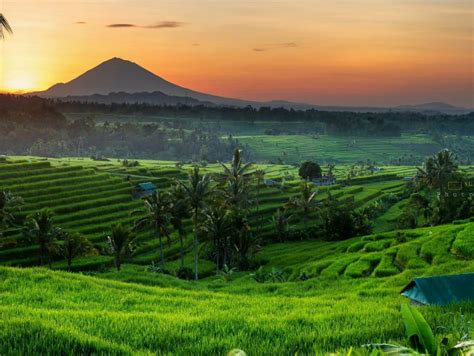 Jelajahi Desa Wisata Jatiluwih Bali Indopena