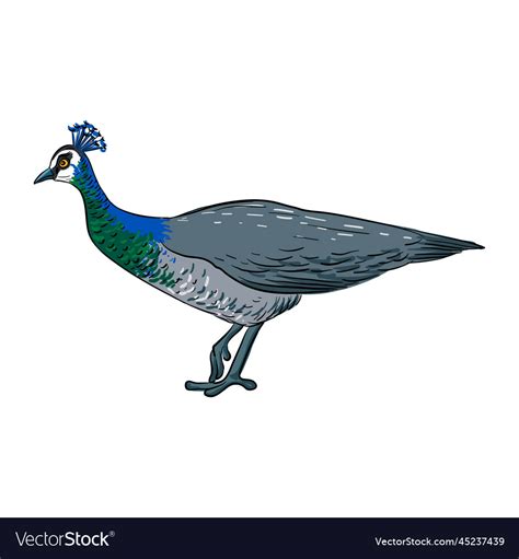 Drawing bird peacock Royalty Free Vector Image