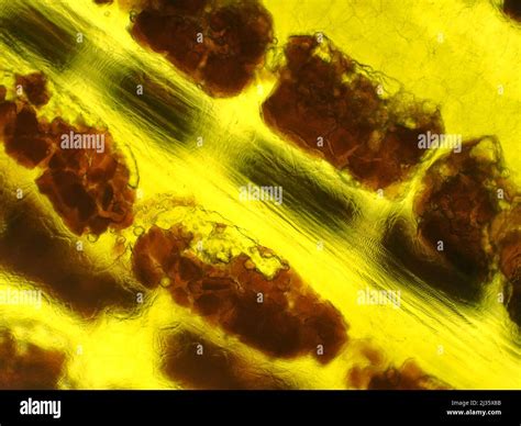 C Scara De Pl Tano Bajo El Microscopio Fotograf A De Stock Alamy