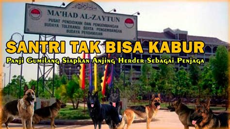 Berita Terkini Panji Gumilang Pelihara Puluhan Anjing Herder Untuk