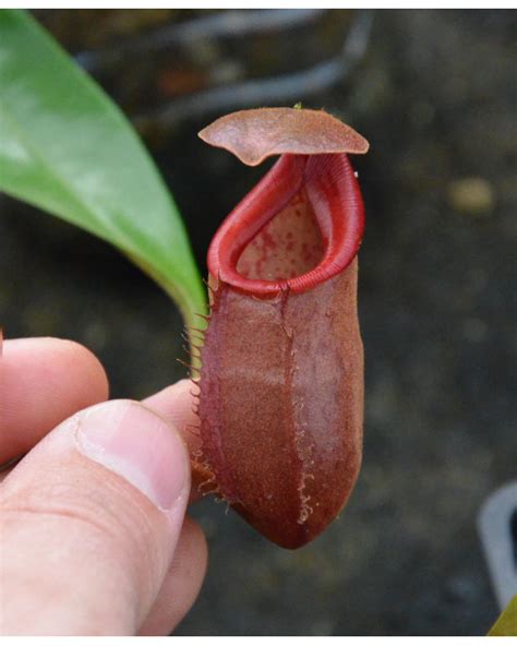 Nepenthes Bokorensis X Mira X Tenuis Seedgrow