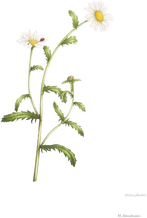 Leucanthemum Vulgare Drawing