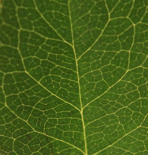leaf texture by AbjureLee on deviantART