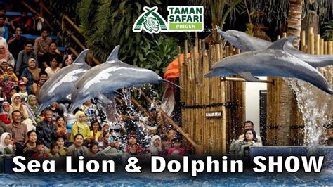 Show Singa Laut Dan Lumba Lumba Taman Safari Prigen Jawa Timur