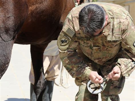 Soldiers Help Nurture Horses To Health Article The United States Army