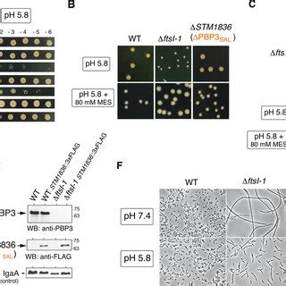 Biosynthetic Pathway Of Wall Teichoic Acid Of S Aureus The Inhibition