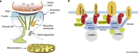 The Postsynaptic Density Current Biology