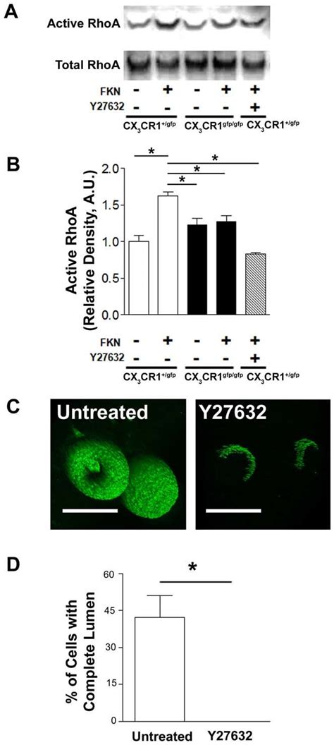 Figure S1 Myeloid Phenotype Of CX 3 CR1 GFP Cells A Flow Cytometric