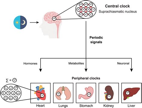 Timing Metabolism In Cartilage And Bone Links Between Circadian Clocks