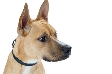 8 Top Basenji Mixes - Which Basenji Mix Is Right For You?