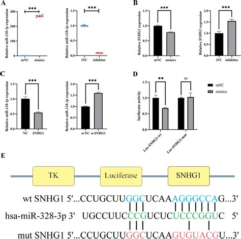 Snhg Acts As A Cerna For Mir P A The Transfection Efficacy Of