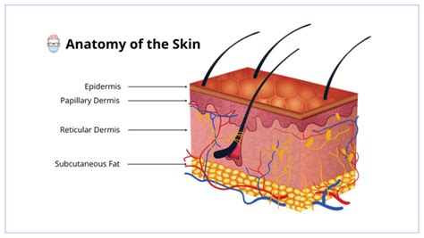 anatomy   skin