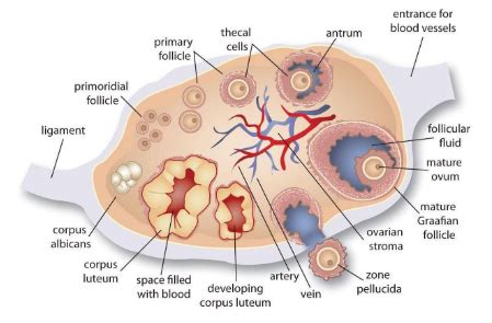 Ovary Diagram