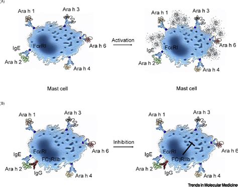 Inhibition Of Mast Cells By Fc γ Riib In A Model Of Peanut Allergy Ara Download Scientific