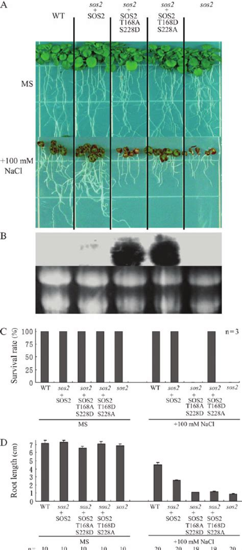 Salt Tolerance Assay Of Sos2 2 Plants Expressing Sos2 T168a S228d Or Download Scientific