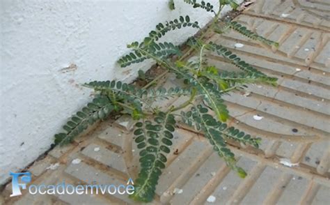 Quebra Pedra Planta