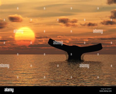 Humpback Whale Tail At Sunrise Hi Res Stock Photography And Images Alamy