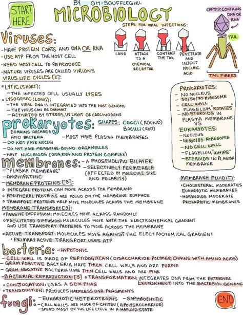 Microbiology Microbiology Nursing School Studying Medical