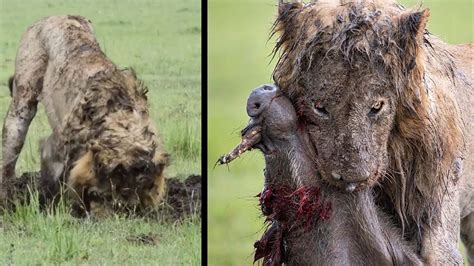 Lonely Old Lion Dig Up A Warthog From Its Burrow In Savannah