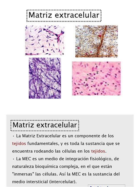 3 Matriz Extracelular Pdf Colágeno Tejido Conectivo