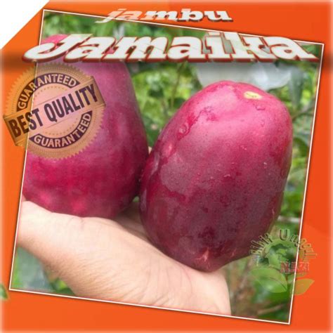 Jual Bibit Jambu JAMAIKA Jumbo Bisa Tanam Dalam Pot TABULAMPOT