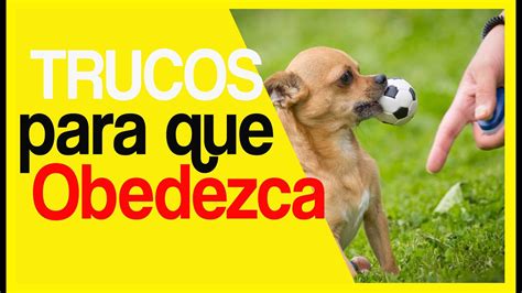 🚀 Cómo Hacer Que Tu Perro Te Haga Caso Y Te Obedezca 🚀 No Humanices A