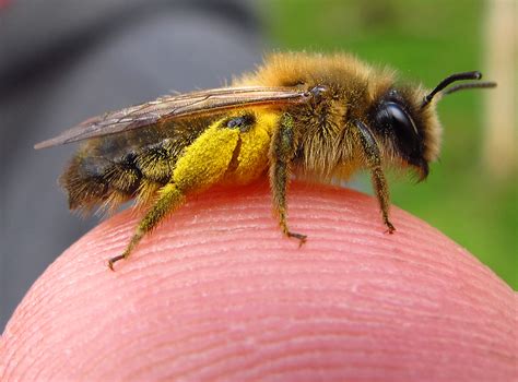 Andrena Apicata Female Nigel Jones BWARS