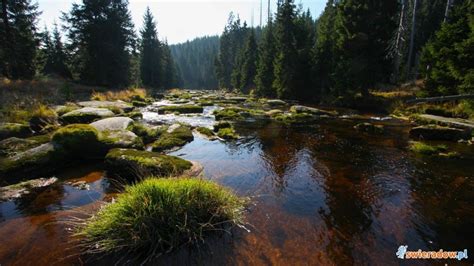 Rezerwat przyrody Torfowiska Doliny Izery jakie są tam tereny