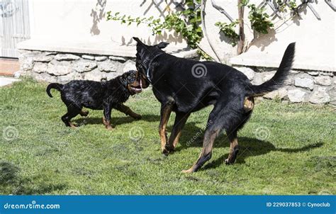 Rottweiler et beauceron image stock. Image du rottweiler - 229037853