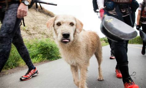 La Travesía Del Perro Ecuatoriano Que Tuvo Su Final Feliz En Suecia