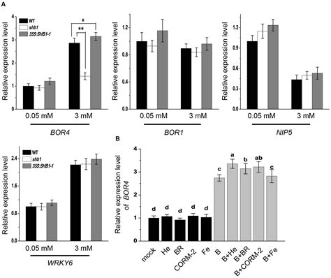 Frontiers Shb Hy Alleviates Excess Boron Stress By Increasing Bor