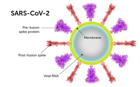 Shape Shifting May Provide Coronavirus With A Survival Advantage