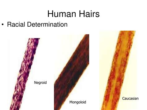 PPT - Forensic Hair Morphology PowerPoint Presentation, free download - ID:1832683