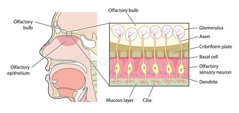 Olfactory Illustration Stock Illustrations – 2,368 Olfactory ... 